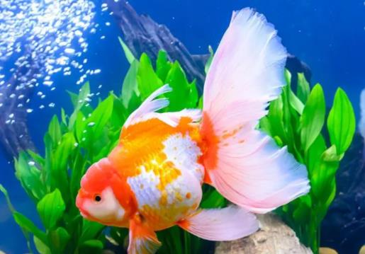 金魚怎么喂食?小金魚一年長多大