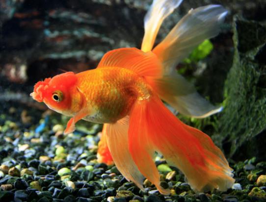 金魚怎么喂食?小金魚一年長多大