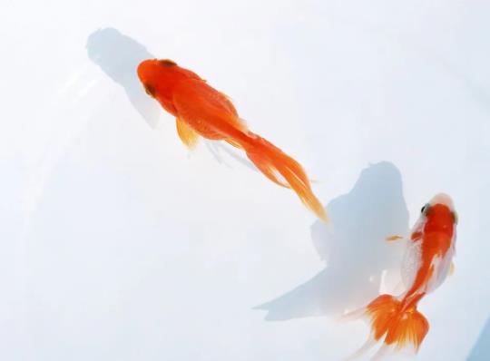 金魚怎么喂不飽?金魚多大算成年