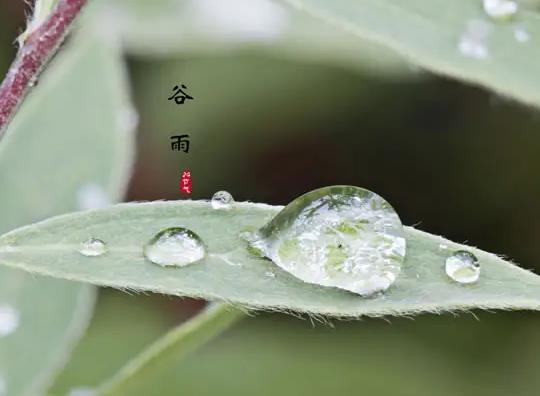 202谷雨后下雨以后是澇還是旱?2022谷雨過(guò)后天氣還會(huì)冷嗎