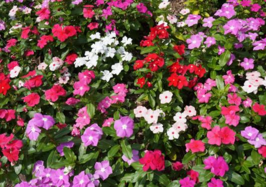 老樁長春花好不好養(yǎng)活?長春花怎么養(yǎng)成老樁