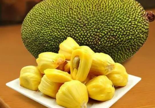 菠蘿蜜種子泡了7天還沒發(fā)芽是怎么回事?為什么菠蘿蜜樹不砍不結(jié)果