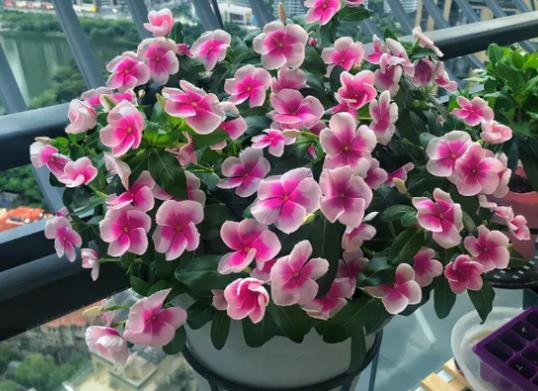 老樁長春花好不好養(yǎng)活?長春花怎么養(yǎng)成老樁