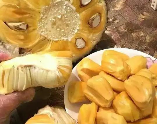 菠蘿蜜種子泡了7天還沒發(fā)芽是怎么回事?為什么菠蘿蜜樹不砍不結(jié)果