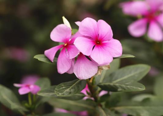 老樁長春花好不好養(yǎng)活?長春花怎么養(yǎng)成老樁