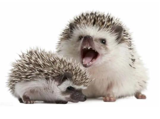刺猬冬眠什么時候結(jié)束?刺猬冬眠吃東西嗎
