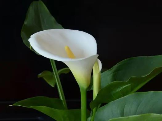 馬蹄蓮如何控制生長(zhǎng)高度?馬蹄蓮什么時(shí)候種好