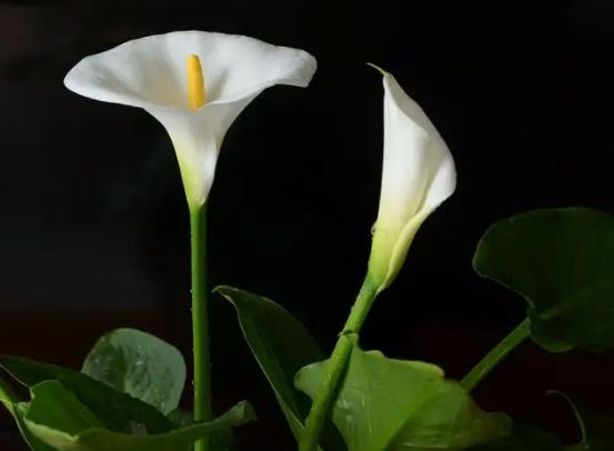 馬蹄蓮葉子發(fā)黃是啥原因?馬蹄蓮怎么養(yǎng)護易成活