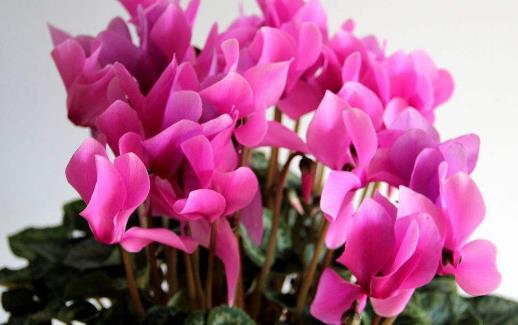仙客來怎么養(yǎng) 仙客來有毒嗎 仙客來葉子發(fā)黃怎么辦