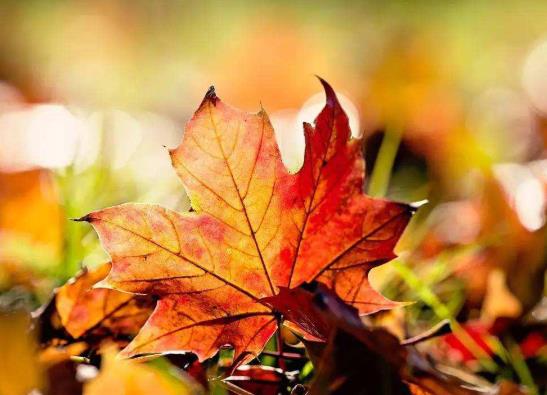 到了秋分天氣會(huì)涼快嗎?2021年秋分是不是良辰吉日?