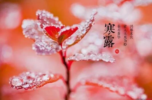 寒露是第幾個節(jié)氣?寒露有什么風俗習慣?