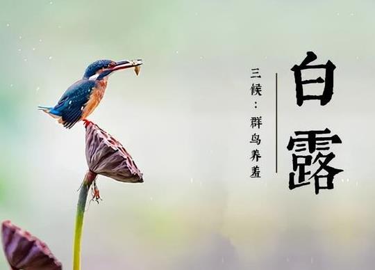 白露是每年的農(nóng)歷幾月?2022年白露具體時(shí)間是幾點(diǎn)?