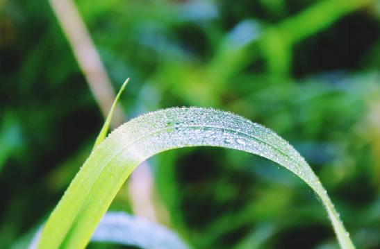 白露是每年的農(nóng)歷幾月?2022年白露具體時(shí)間是幾點(diǎn)?