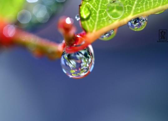 白露什么意思?白露過(guò)了天氣就冷了嗎?