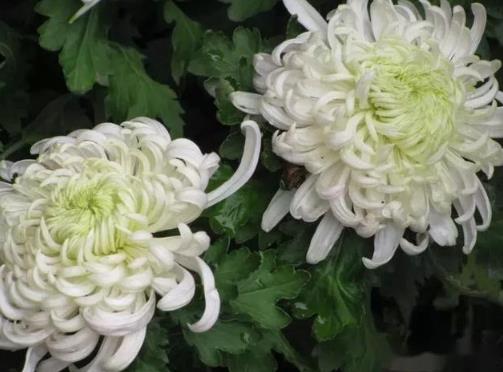 清明節(jié)買什么花上墳好?清明節(jié)哪天合適上墳
