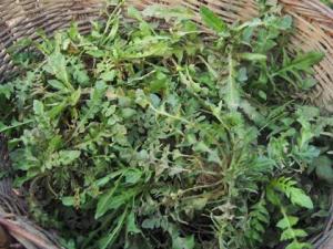 孕婦能吃薺菜嗎？孕婦吃了薺菜會(huì)怎樣