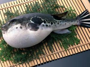 什么食物有毒？12種常見有毒的食物需注意
