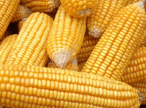 如何挑選玉米?吃玉米的食用禁忌