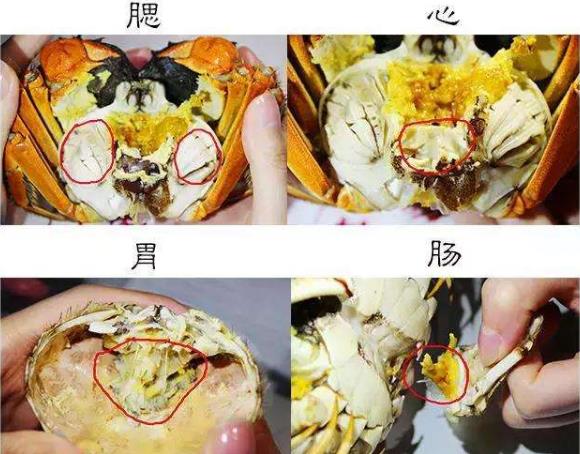 錯(cuò)吃食物部位會(huì)中毒?蘋果、櫻桃有毒部位果核 小龍蝦有毒部位頭腮