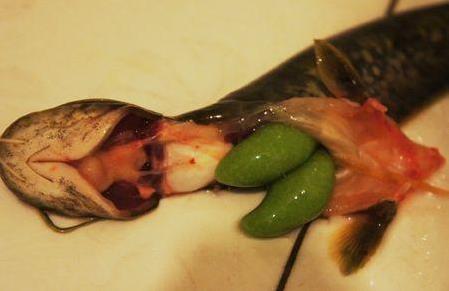 魚身上四個部位要少吃:魚腹黑膜、魚膽、魚頭、淡水魚生魚片