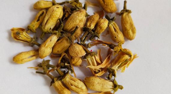 玳玳花有什么作用?喝玳玳花有哪些禁忌?