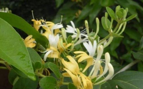 大茶藥是什么?吃大茶藥會(huì)中毒嗎?