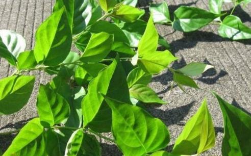 大茶藥是什么?吃大茶藥會(huì)中毒嗎?