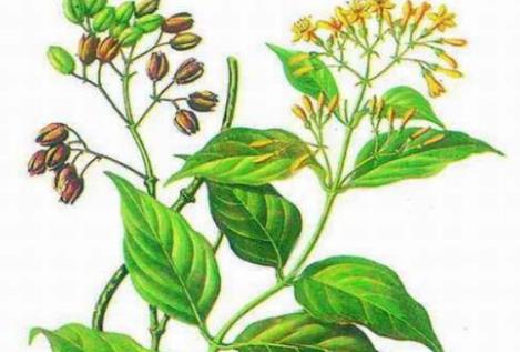大茶藥是什么?吃大茶藥會(huì)中毒嗎?