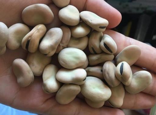 吃干蠶豆有哪些好處?吃干蠶豆要注意什么事項