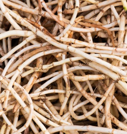 魚腥草和茅草根是一樣的嗎?吃魚腥草要注意什么