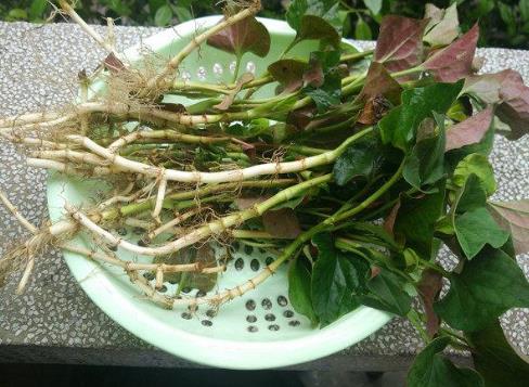 魚腥草和茅草根是一樣的嗎?吃魚腥草要注意什么