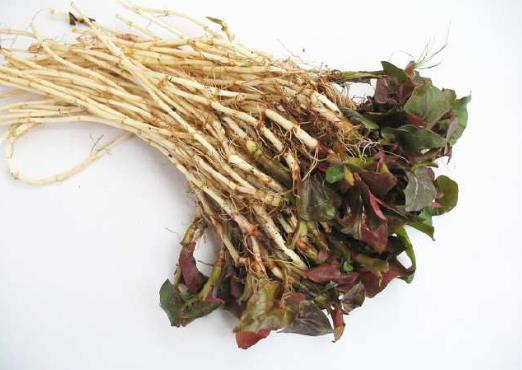 魚腥草能和茅草根一起吃嗎?什么人不能吃魚腥草?