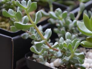 白鳳菊與家居風(fēng)格的搭配-白鳳菊的養(yǎng)殖方法