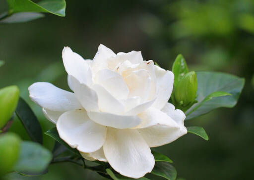 梔子花的簡(jiǎn)介-梔子花的風(fēng)水學(xué)應(yīng)用