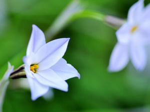 白蘭花對(duì)家居環(huán)境的影響-白蘭花的作用