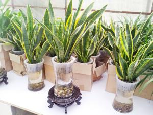虎皮蘭對家居環(huán)境的影響-虎皮蘭的風水學(xué)應(yīng)用