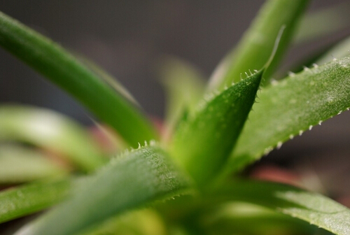 蘆薈的花語(yǔ)-蘆薈的藥用價(jià)值