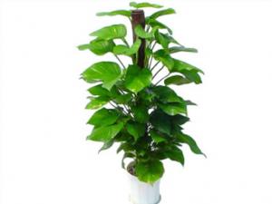 綠蘿對家居環(huán)境的作用-綠蘿的風水學應(yīng)用