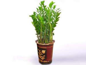 金錢樹(shù)對(duì)家居環(huán)境的影響-金錢樹(shù)的風(fēng)水學(xué)應(yīng)用