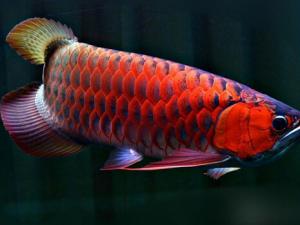 紅龍魚的風水學應用-紅龍魚的養(yǎng)護