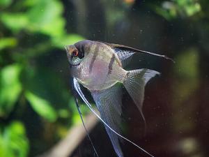 燕魚(yú)的魚(yú)缸擺放位置-燕魚(yú)的品種介紹