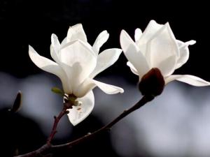 玉蘭的養(yǎng)殖方法-玉蘭什么時(shí)候開(kāi)？