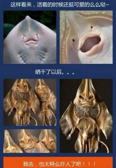 活著的時(shí)候很可愛(ài),死了是不是很恐怖