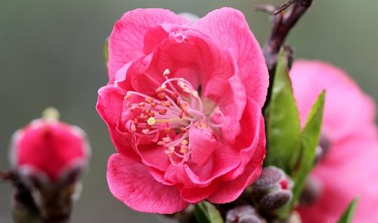 犯桃花是什么意思?什么人命里犯桃花?怎么化解?犯桃花面相