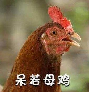 安靜如雞是什么意思?安靜的像只雞什么梗?安相機粉絲圈常用詞