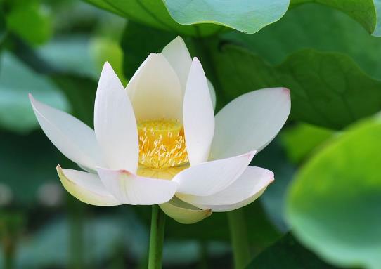白蓮花是什么意思?心機(jī)圣母婊白蓮花女人性格 如何鑒定白蓮花綠茶婊