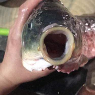 我有一個(gè)大膽的想法是什么意思什么梗?我有一個(gè)無恥又大膽的想法