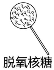 脫氧核糖是什么意思什么梗?脫氧核糖的內(nèi)涵意思 請你吃脫氧核糖
