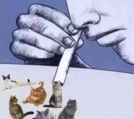 吸貓是什么意思什么梗?貓咪有毒啊?一日吸貓,終身養(yǎng)貓想貓成貓奴