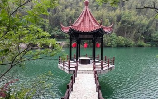 愛上了這片森林是什么意思什么梗 愛上了這片森林的含義及出處